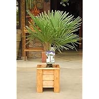 Chinesische Hanfpalme 40-50 cm Trachycarpus fortunei
