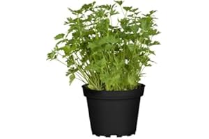 DECOALIVE Planta de Perejil PREMIUM - Planta Natural para Cocinar - Hierbas Provenzales Naturales para Huerto Urbano