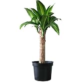 Brazil Water Stick the Natural Lucky Tree that Brings Harmony to Your Home