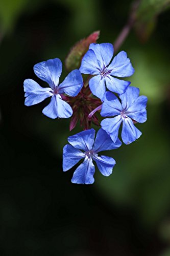 Preisvergleich Produktbild Astragalus Balearicus in Scotland: Blank 150 page lined journal for your thoughts, ideas, and inspiration