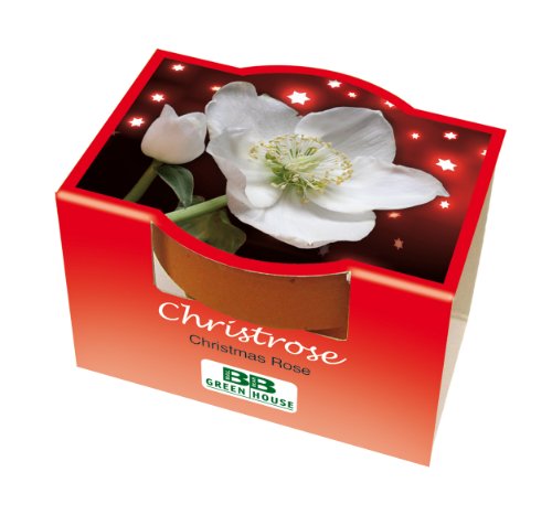 Preisvergleich Produktbild Mini-Pflanzset Christrose