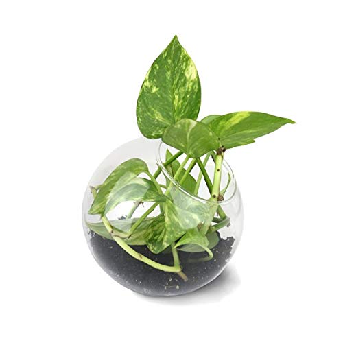 Vivre-Mieux - Jarrón de Cristal (1 Apertura Grande)