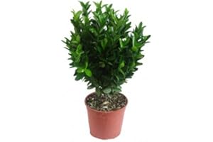 Verdecora Euonymus Japonicus | Evonimus, Evonimo, Bonetero de Japón| Planta Arbusto natural de exterior (Maceta 3 Litros)