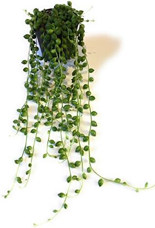 String of Pearls- Senecio Rowleyanus-Drought tolerant