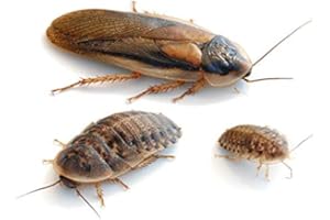 proinsects Argentinische Waldschaben (Blaptica dubia) klein 100 STK.