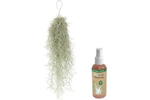 vdvelde.com - Ecoworld Tillandsia Usneoides Luftpflanzen + Tillandsien Spray für kräftige, intensiver gefärbte Pflanzen - 1 Strauß ca. 50 cm lang- Lousianamoos echt hängend - Aus eigen Gärtnerei
