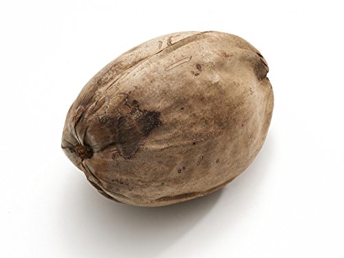 NaDeco® Kokosnuss ganz ca. 20cm | Deko Kokosnuss | Echte Kokosnuss | exotische Dekoration