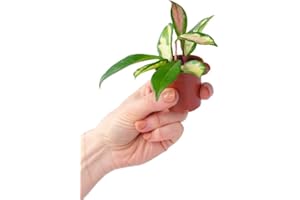 PLNTS - Baby Hoya Carnosa Tricolor (Wachsblume) - Zimmerpflanze - Zimmerpflanzen, Pflanzen Echt, Nachhaltige Verpackung - 6cm Topf - Höhe 10cm - Direkt von der Gärtnerei