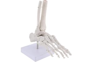 Tenlacum Solid Life-Size Human Foot Joint Scheletro modello anatomico, lunga durata