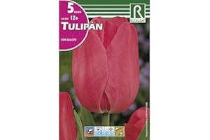 ROCALBA Bulbos de tulipan don quijote (bolsa 5 bulbos)