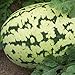 Produktbild PLAT FIRM Wassermelone triped Klondseed (Citrullu lanatu) 30 + Seed