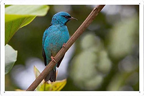 Metal Poster Wall Decor Tin Sign of Gorgeous Turquoise Bird 20*30 cm