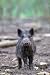 Produktbild Wild Boar blanko Jagd Grußkarte von Charles sainsbury-scholle