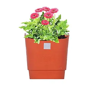 Pepper Agro Flower Pots Vertical Garden Wall Hanging Planter Terracotta Set of 6