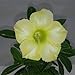 Produktbild Go Garden 20 Stück mehrfarbige Adenium-Übergewächshülle Bonsai Wüstenrose, sehr leicht zu züchten, N0.26-50: 23