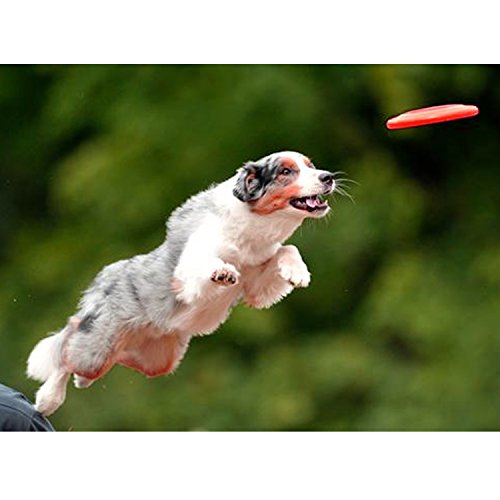 4ST Weiches Silikon fliegende Disc Frisbee Hund Outdoor Trainings Fetch Toy - 6