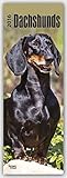 Dachshunds 2016 - Dackel: Original BrownTrout-Kalender - Slimline [Mehrsprachig] [Kalender] (Slimline-Kalender) by 