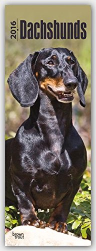 Dachshunds 2016 - Dackel: Original BrownTrout-Kalender - Slimline [Mehrsprachig] [Kalender] (Slimline-Kalender)