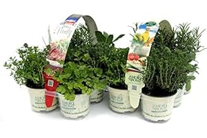 AMORI E AROMI n.12 piante aromatiche fresche per grigliata e cucina