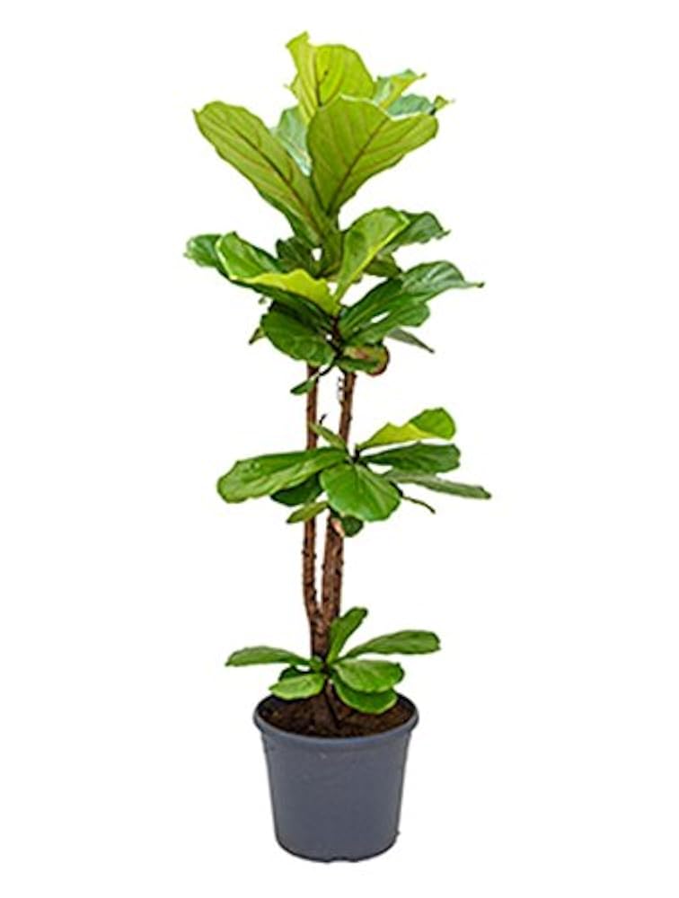 Ficus lyrata фикус лирата. Точки фикус лирата. Искусственное дерево фикус лирата. Точки фикус лирата. Фикус лирата бранч.