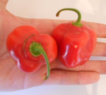 Baumchili Rocoto Red 10 Korn ***Super Ertrag und große Früchte*** - 3
