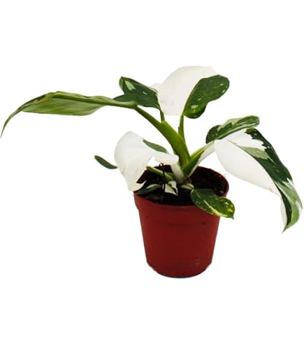 Monstera minima syn. Rhaphidophora, inkl. Keramiktopf Dallas wei, Topf 12  cm  : Amazon.de: Garten