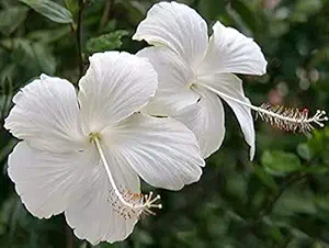 SelpLine White Hibiscus Flower 1 healthy Live Plant (50 palak seeds)