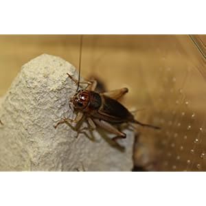 Steppengrillen groß Großpackung Futterinsekten ca. 250 Stück im Karton