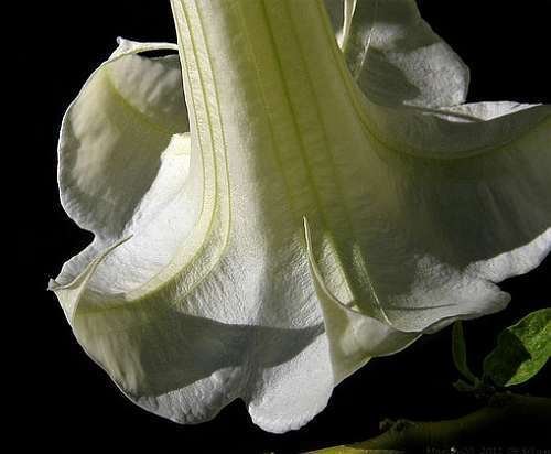 Brugmansia double white - Engelstrompete - 10 Samen