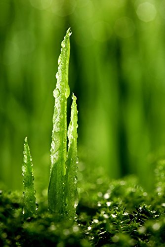 Ebitop Kissen, Kopfkissen, Schlafkissen, Ebi. – K80.40.14 Gel-Nackenstützkissen Orthopädisches Gelschaum-Kissen mit Aloe-Vera-Kissenbezug Traum-Schlaf Visko-Kopfkissen Kissen Schlafkissen Nackenstützkissen, Nackenkissen, Kopfkissen, Komfort Kissen 80x35x14cm Weiß - 4