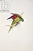Produktbild Leinwand-Bild 30 x 50 cm: "Matons Parakeet (colour litho)", Bild auf Leinwand