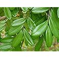 Lakshmi Taru, Paradise Tree, Simarouba Glauca (2000 Leaves)- Health Suppliment dry leaves