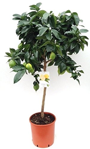 Citrus limon - Echter Zitronenbaum - 90 cm // Stamm mit Blüten / Früchten