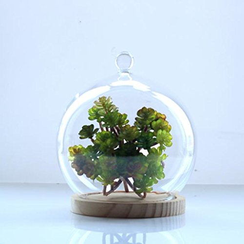 MagiDeal Deko Glasglocke mit Holzboden , Transparent Glas Behälter Micro Landschaft Garten DIY Terrarium Container Dekoration – mit kleinen Kugel, 15x18cm - 3