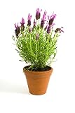  Lavanda Planta Natural Con Flor Pequeña En Maceta - Planta Aromática y Ornamental