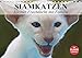 Siamkatzen - Kleiner Frechdachs mit Familie (Tischkalender 2020 DIN A5 quer) by 