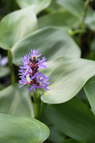 4er-Set im Gratis-Pflanzkorb - Pontederia cordata - herzblättriges Hechtkraut, blau - Wasserpflanzen Wolff