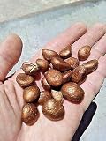 Semillas de alta tasa de germinación