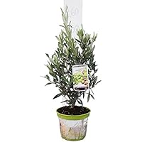 Olea europaea Wild Form - echter Olivenbaum - verschiedene Größen (Gesamthöhe 60-80cm Topf Ø 18cm) Strauch