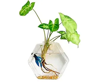 GlobalNiche? Sexangle Shape, M: Behogar Glass Fish Bowl Wall Mount Hanging Aquarium Aquatic Pet Supplies Products Fish Tank Flower Plant Vase Home Decor