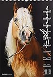 Beautiful Horses 2019 - Pferde - Bildkalender (34 x 50) - Tierkalender by