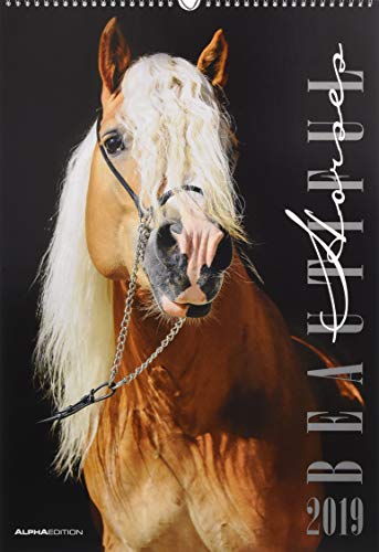 Beautiful Horses 2019 - Pferde - Bildkalender (34 x 50) - Tierkalender