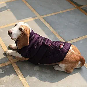 Mutt of Course Waterproof Bomber Jacket Dog Jacket (Purple) (Size = Neck 24-26 | Chest 30-32 | Length - 29