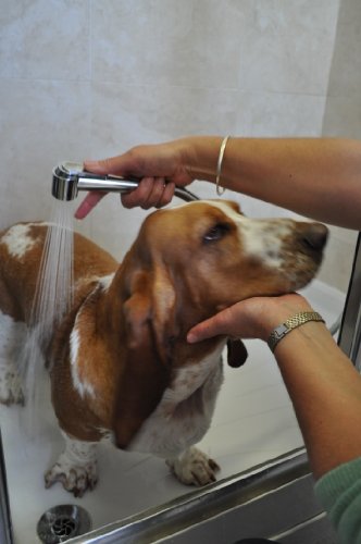 DOG-or-CAT-WASH-SHOWER-HEAD-with-brilliant-water-saving-adjustable-onoff-thumb-lever-operation-for-perfect-control-Fits-all-standard-UK-EU-shower-hoses
