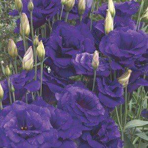 Eustoma 5 Samen, Prärieenzian Samen ''Doppel-blau''