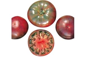 Tomate Cherokee Purple 10 Semillas By Samenchilishop