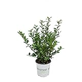 Buchsbaum - Der Buchsersatz - Ilex crenata Robustico - Gesamthöhe 20-30 cm im 0,5 Ltr. Topf (10)