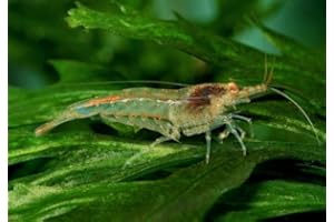 AQUA BREEDING SKILL AquaBreedingSkill – Crevette Aquarium Vivante Neocaridina, 15 Pièces – Mangeur d’Algues Idéal pour Aquariophilie et Lot Crevette Aquarium aquariophilie
