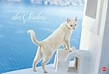 Unter der Sonne des Südens - Griechische Katzen 2015 by 