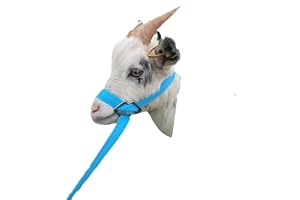 Goat or Sheep Halter (Turquoise)